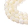 Natural Trochus Shell Beads Strands SHEL-P017-05-3