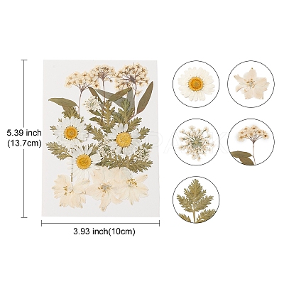 Pressed Dried Flowers DIY-YWC0001-100-1
