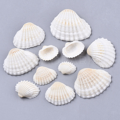 Natural Shell Beads SSHEL-S258-73-1