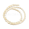 Natural Trochid Shell/Trochus Shell Beads Strands PBB513Y-4