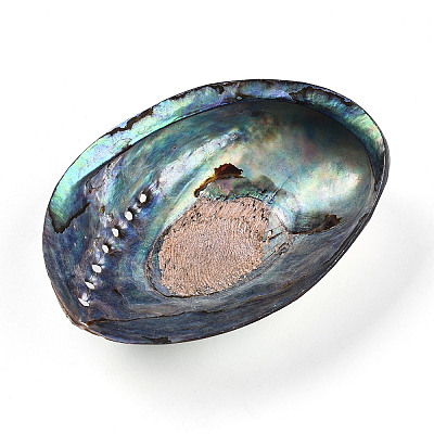 Natural Paua Shell Beads SSHEL-Q298-22-1