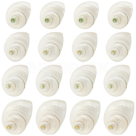   Natural Spiral Shell Beads SHEL-PH0001-42-1