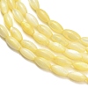 Natural Freshwater Shell Beads Strands SHEL-C010-01B-2