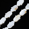 Natural Freshwater Shell Beads Strands SHEL-S278-02-A01-1