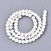 Natural Freshwater Shell Beads Strands X-SHEL-N026-67-2