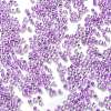 Transparent Inside Colours Glass Seed Beads SEED-H003-04E-3