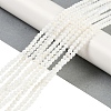 Natural Cultured Freshwater Shell Beads Strands X-BSHE-H109-03A-2