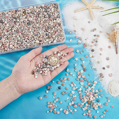 Mini Natural Shell Beads BSHE-PH0001-57B-1