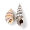 Natural Conch Shell BSHE-Z003-43-3