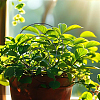 Iron Plant Trellis for Climbing Plants AJEW-DR0001-98EB-4
