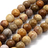 Natural Fossil Coral Beads Strands X-G-G763-12-8mm-4