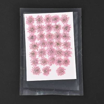Pressed Dried Flowers DIY-K032-58B-1