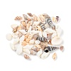 Natural Conch Shell BSHE-Z003-43-2