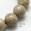 Natural Fossil Coral Beads Strands G-G212-8mm-31-2