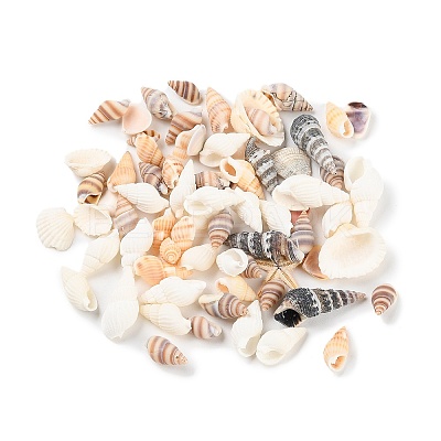 Natural Conch Shell BSHE-Z003-43-1