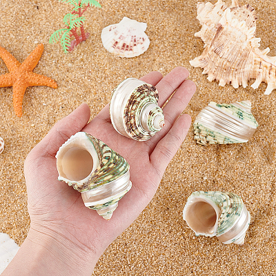 4Pcs Natural Shell FIND-PH0027-49-1