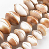 Natural Shell Beads Strands SSHEL-N034-100-1