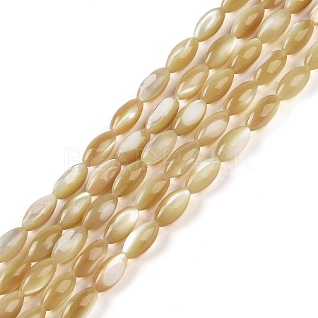 Natural Trochus Shell Beads Strands BSHE-G036-06A-1