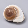 Large Natural Hermit Crab Shells DJEW-WH0007-12-1