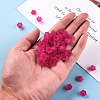Transparent Acrylic Beads Caps PL543-12-6