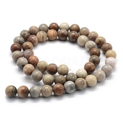 Natural Fossil Coral Beads Strands G-G763-12-8mm-1