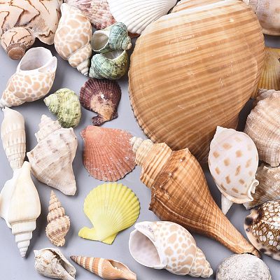 Natural Spiral Shell Beads SSHEL-N035-01-1