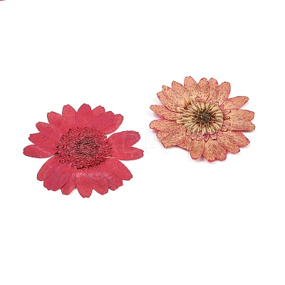 3D Dried Flowers Nail Art Decorations MRMJ-R078-07-1