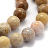 Natural Fossil Coral Beads Strands X-G-G763-12-8mm-6