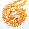 Dyed Natural Freshwater Shell Beads Strands SHEL-J002-05-2