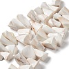 Natural Shell Beads Strands BSHE-M034-02-1