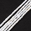 Natural Freshwater Shell Dyed Beads Strands X-SHEL-M018-12-12-1