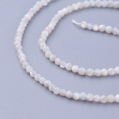 Shell Beads Strands G-F619-27-2mm-1