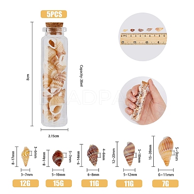 5 Styles Shell Beads SHEL-FH0001-23-1
