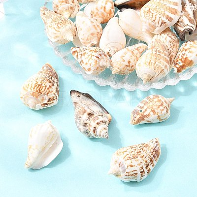 Natural Conch Shell Beads X-BSHE-O007-57-1