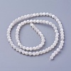 Shell Beads Strands SSHEL-E571-38-4mm-2