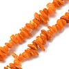 Natural Freshwater Shell Beads Strands BSHE-I016-01C-1