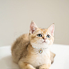 4Pcs Plastic Beads Pet Collar NJEW-DR00006-5