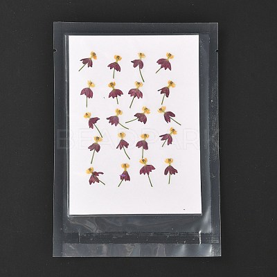 Blood-flower Milkweed Pressed Dried Flowers DIY-K032-59-1