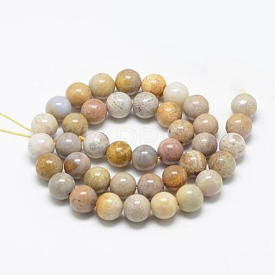 Natural Fossil Coral Beads Strands G-R446-8mm-28-1