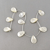 Natural Sea Shell Beads Strands SSHEL-Q296-01-1