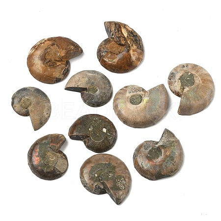 Natural Conch Fossil Cabochons SHEL-G021-01-1