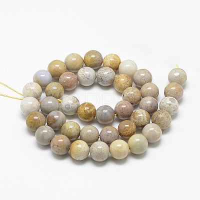 Natural Fossil Coral Beads Strands X-G-R446-6mm-28-1