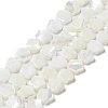 Natural Trochus Shell Beads Strands X-BSHE-P033-07-2