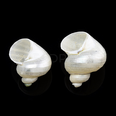 Natural Spiral Shell Beads SSHEL-N034-126-1