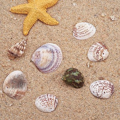 1 Box Scallop Seashells Clam Shell Dyed Beads with Holes for Craft Making 40-50pcs BSHE-YW0001-01-1