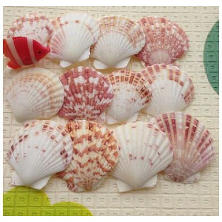 Beautiful Beach Sea Shells X-DIY-WH0044-01-1