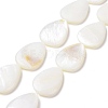 Natural Freshwater Shell Beads Strands SHEL-H001-12-1