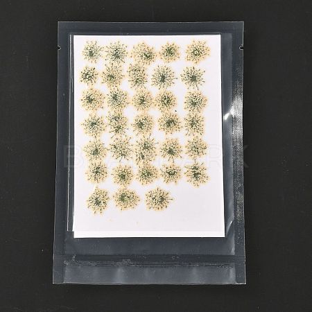 Pressed Dried Flowers DIY-K032-58N-1