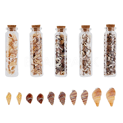 5 Styles Shell Beads SHEL-FH0001-23-1