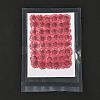 Centaurea Iberica Embossing Dried Flower DIY-K032-65K-2